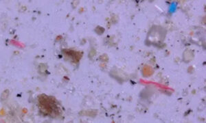 ہوشیار: پلاسٹک کے ذرات انسانی خون میں شامل ہونے لگے ہیں، تحقیقی رپورٹ