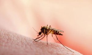 سکھر میں 24 گھنٹوں کے دوران ملیریا سے متاثرہ دو افراد کا انتقال