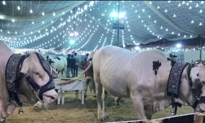 کراچی، مویشی منڈی سپرہائی وے کے بجائے نادرن بائی پاس اسکیم 45 میں لگے گی