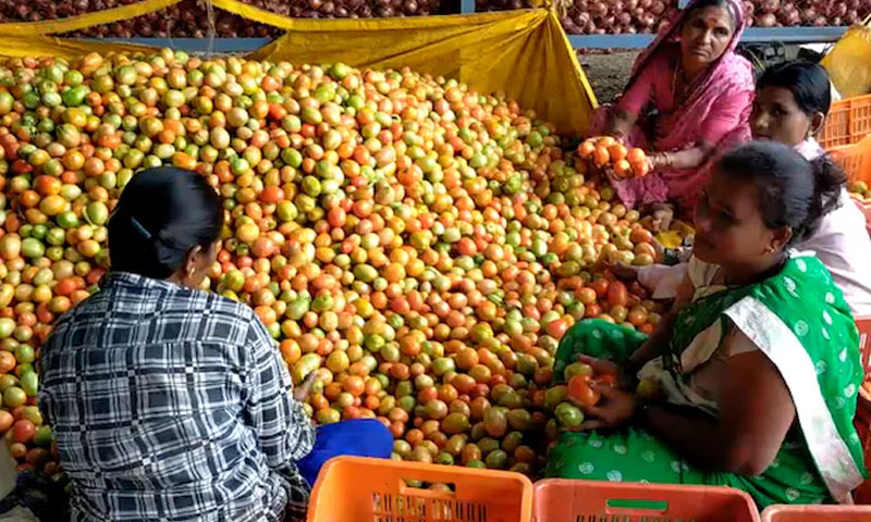 بھارت، ٹماٹروں کی فروخت سے کاشتکار کروڑ پتی بن گیا