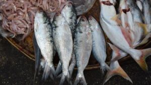 کوسٹل میڈیا سینٹرکے مطابق کہ نایاب سوا مچھلی کا گوشت ایک ہزار روپے کلو ہے۔