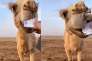 اونٹ (camel )