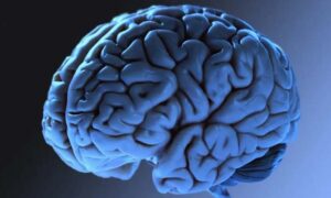 دماغ brain