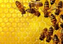 شہد کی مکھیاں honey bee