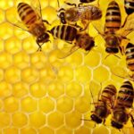 شہد کی مکھیاں honey bee