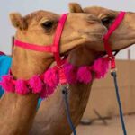 دواونٹنیوں