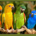 parrot
