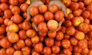 مختلف شہروں میں ٹماٹر کی قیمتوں میں بڑا اضافہ، وجوہات بھی سامنے آ گئیں