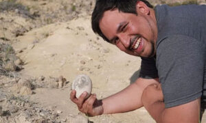 Dinosaur Egg