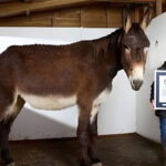 Donkey