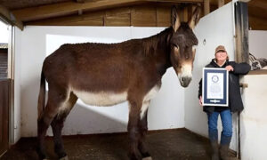 Donkey
