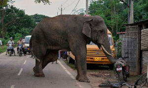 Elephant