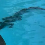 crocodile in Sheraton hotel pool