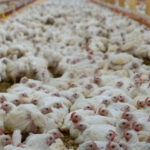 hen-culling-bird-flu