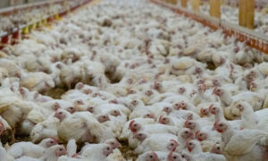 hen-culling-bird-flu
