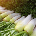 سردیوں میں مولی کھانا کیوں فائدہ مند ہے؟