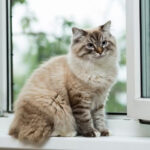 بلی کے پڑوسی کے گھر بار بار جانے کے باعث مالک پر بڑا جرمانہ