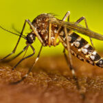 ڈینگی کی وبا بے قابو، کیسز کی تعداد 4 ہزار 836 تک جا پہنچی