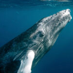 دنیا کے سب سے طویل عمر پانے والے جانور اور ان کے حیران کن راز