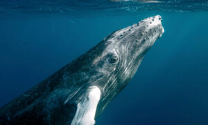 دنیا کے سب سے طویل عمر پانے والے جانور اور ان کے حیران کن راز