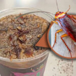 cockroach coffee