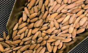 چلغوزے کی قیمتوں میں بڑی کمی ہو گئی