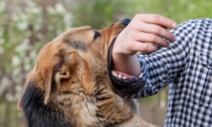 آوارہ کتوں کے بڑھتے حملے، ہزاروں کی تعداد میں شہری زخمی