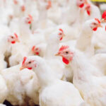 مرغی کے گوشت کی قیمت میں بڑا اضافہ ہو گیا