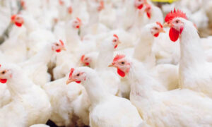 مختلف شہروں میں مرغی کی قیمت میں بڑی کمی تو کہیں ہوشربا اضافہ