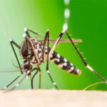 چکن گونیا کے لاکھوں کیسز رپورٹ، 186 افراد ہلاک