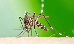 چکن گونیا کے لاکھوں کیسز رپورٹ، 186 افراد ہلاک