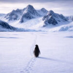 پہاڑوں کی طرف چلتے پینگوئن کی ویڈیو کیوں وائرل ہو رہی ہے؟